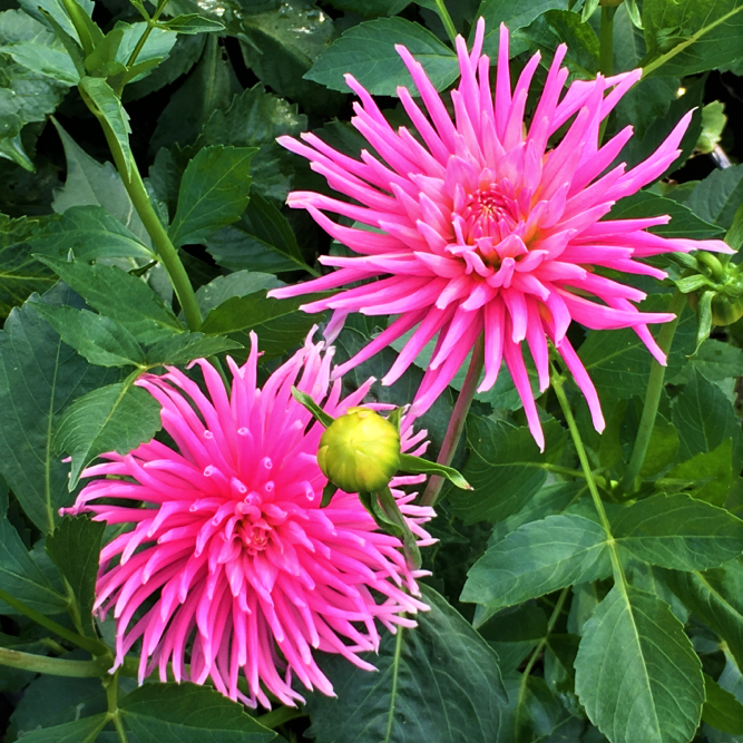 Dahlia Park Princess